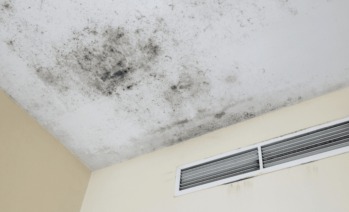 Expert Guide: Professional Mold Removal Solutions for Melbourne Homes